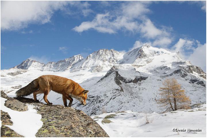 renard en montagne